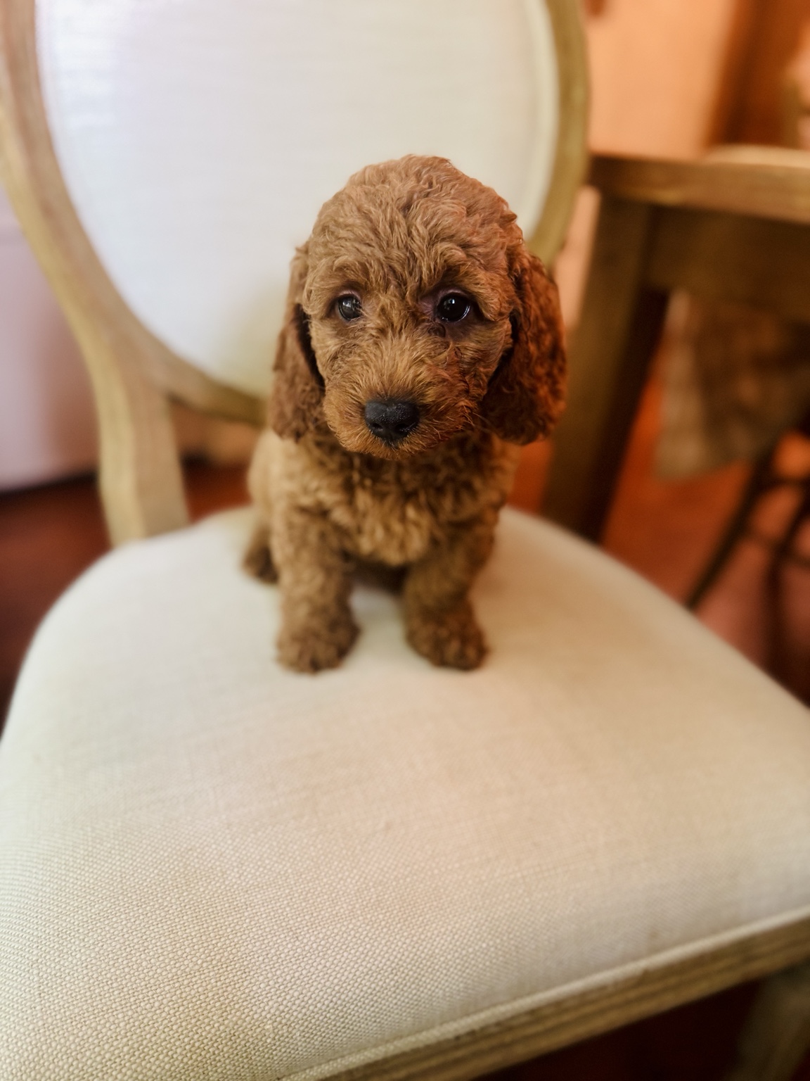 Honey, a reserved female red Goldendoodle puppy looking at the camera
