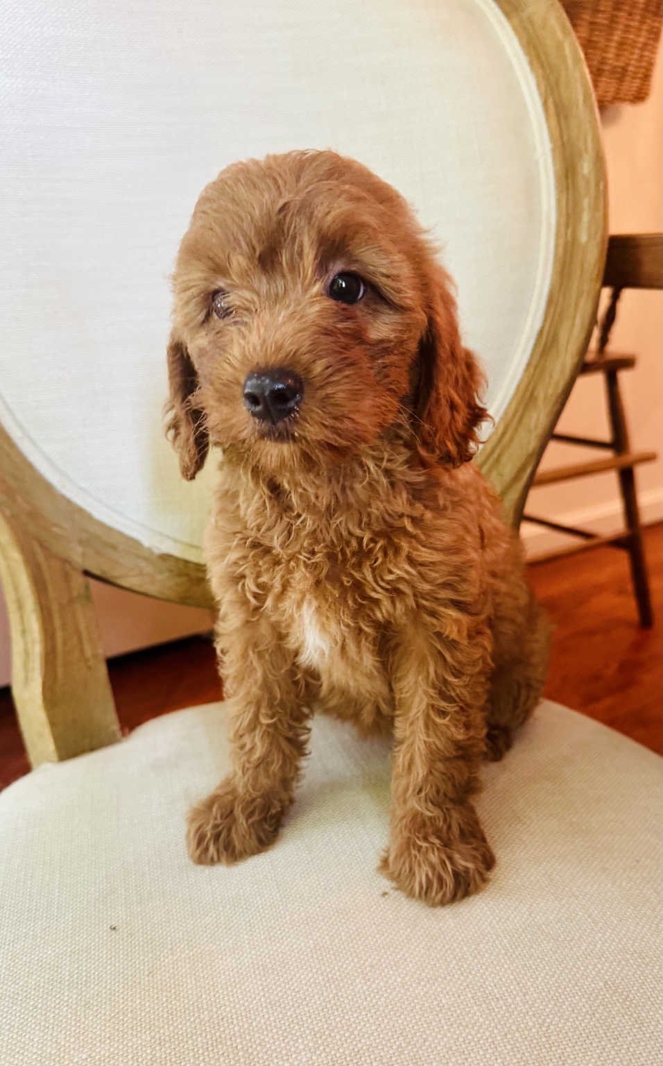 Rosie, a reserved female red Goldendoodle puppy with a white chest