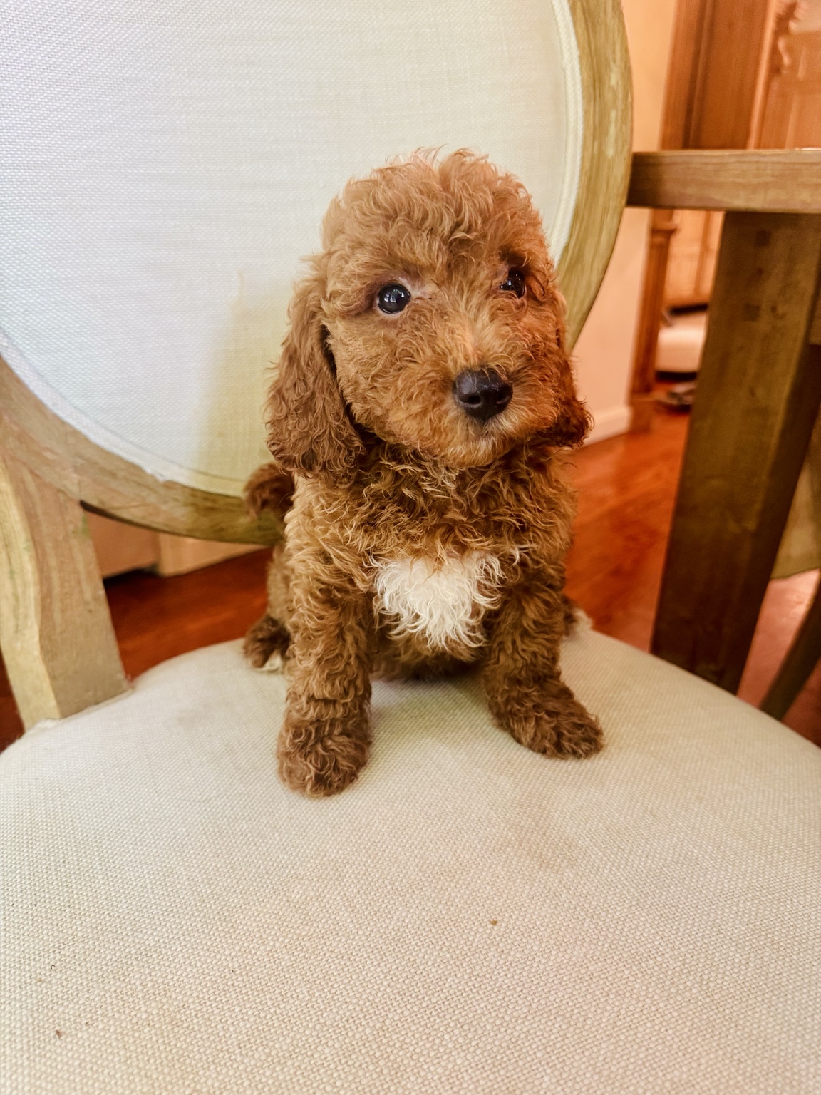 Goldendoodle puppy with white chest