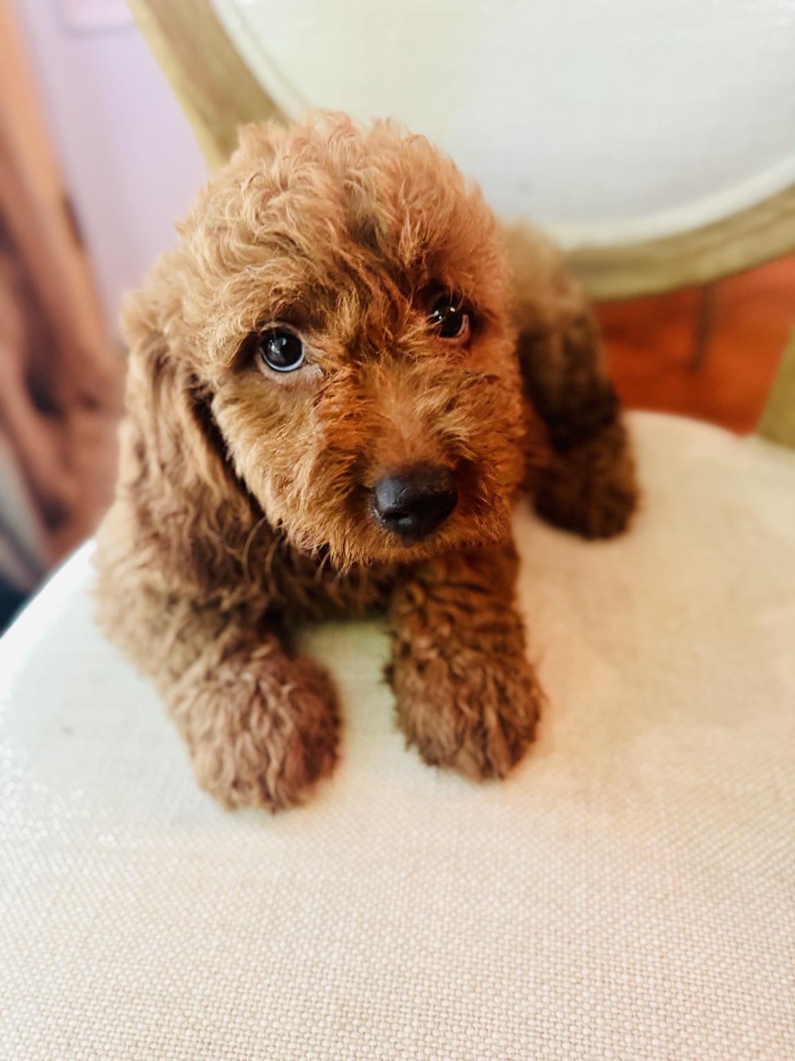 Happy red Goldendoodle puppy
