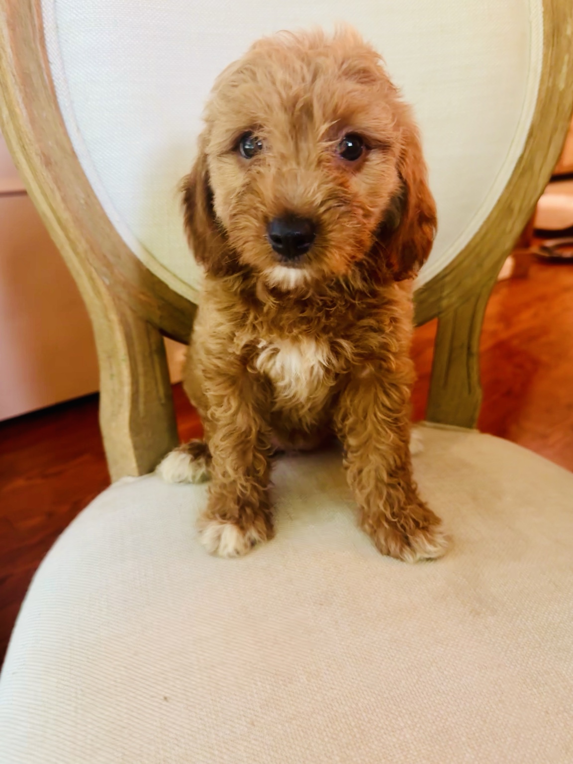 Red Goldendoodle puppy sitting happily on a chair