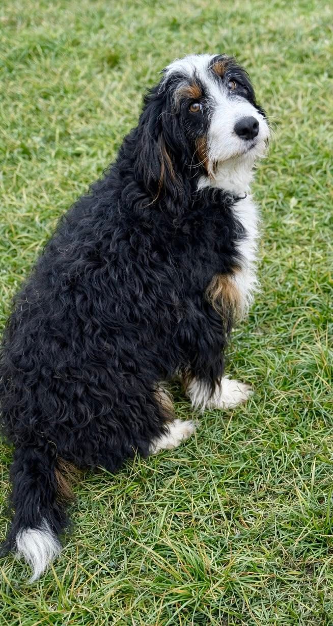 Bluebell, our black, white, and tan F1 Bernedoodle dam, sitting on the grass