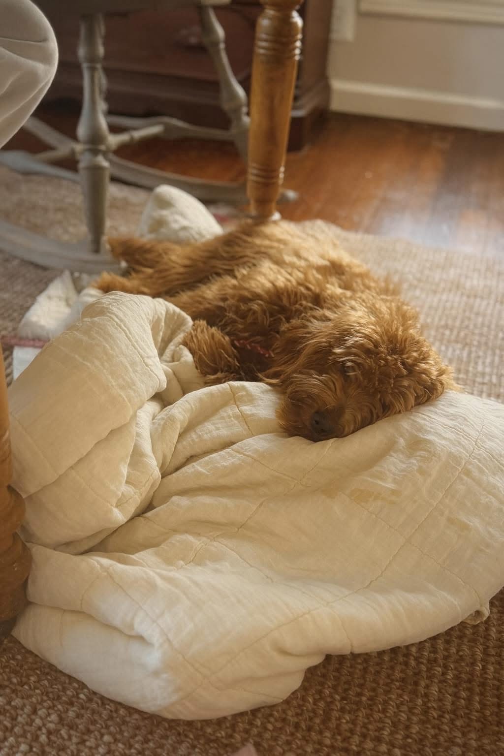 Carrots, our Goldendoodle dam, napping close to the family