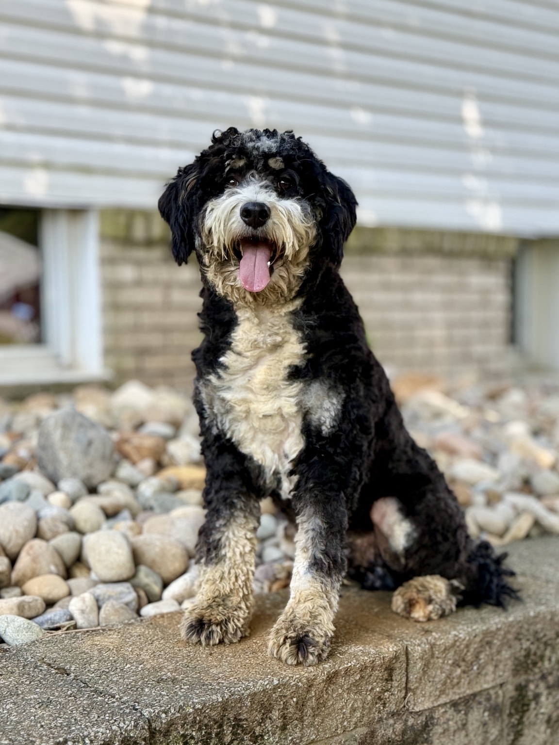 Cash, a black, white, and tan sire for our Bernedoodles, sitting outdoors