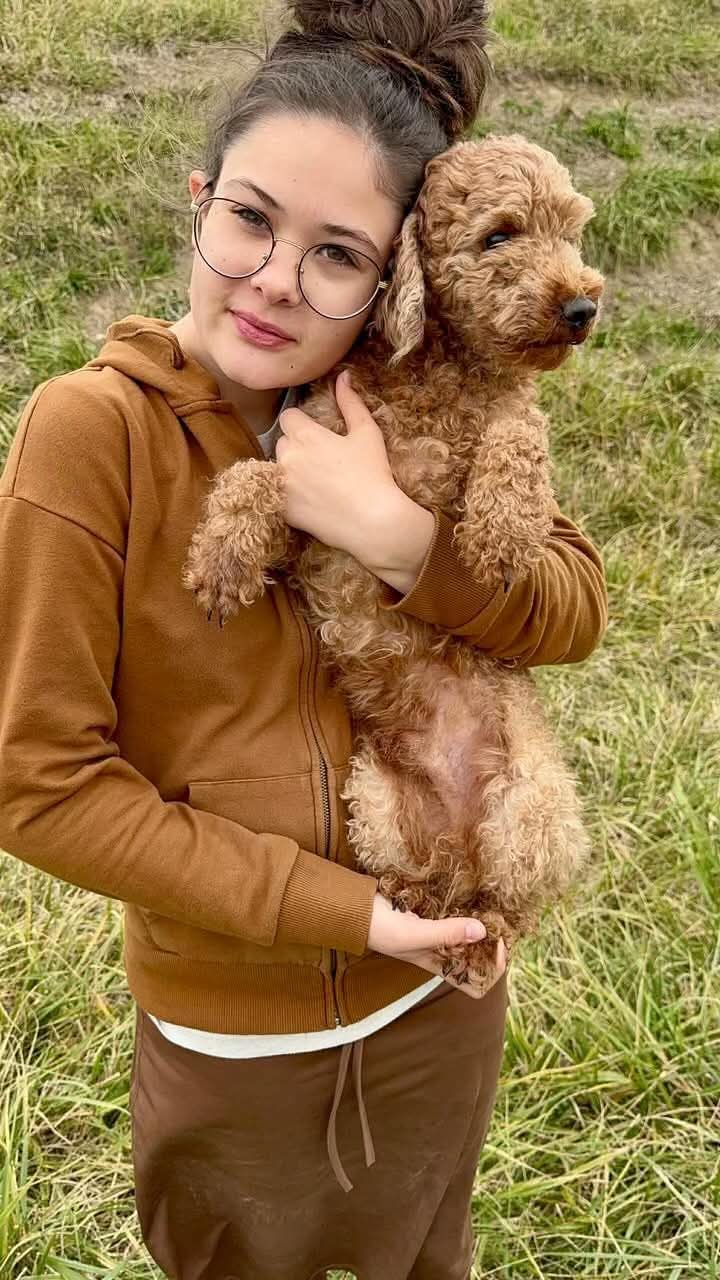 Cooper, our Poodle stud for Goldendoodles, being held outdoors