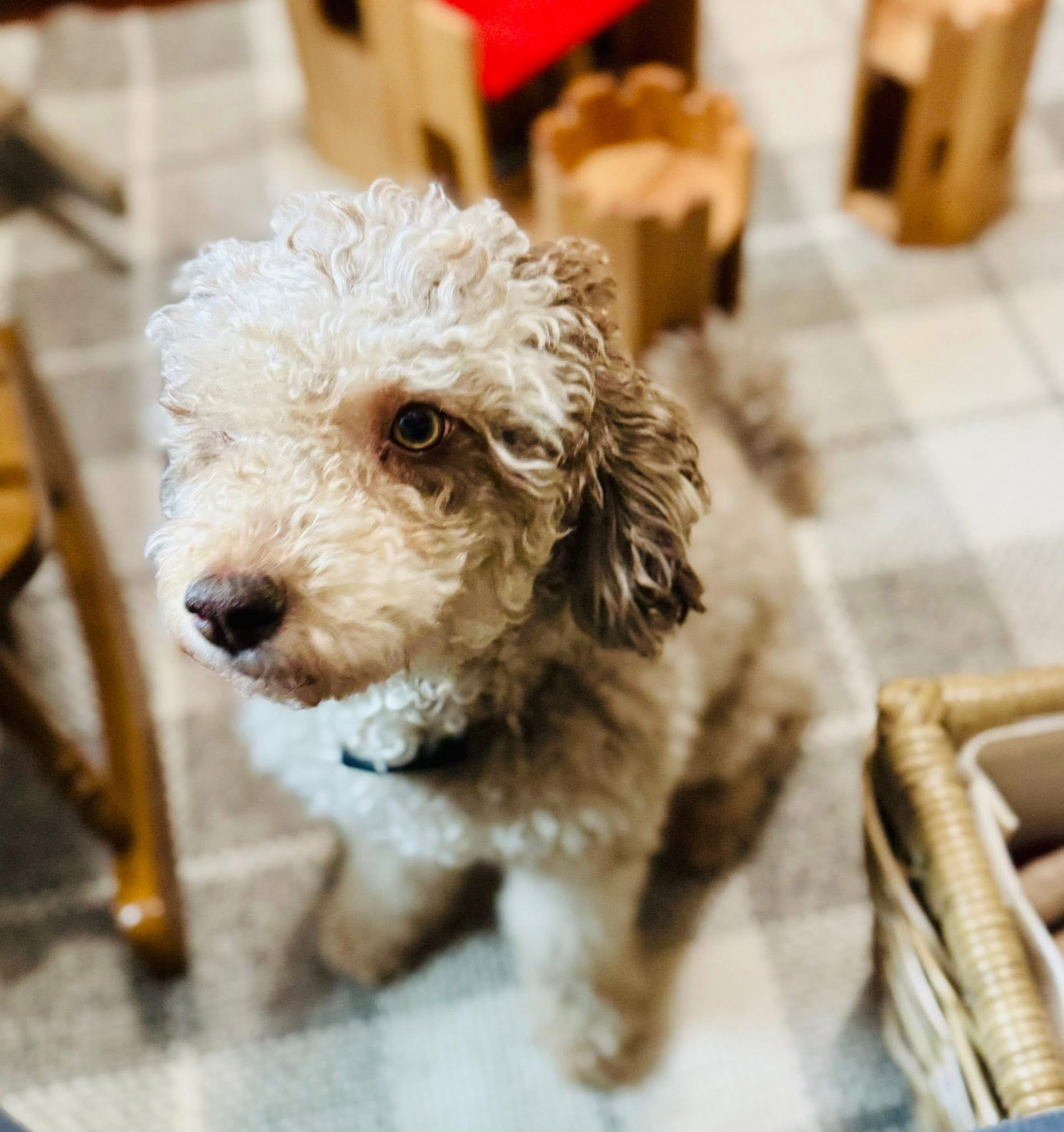 Fable as a young puppy indoors