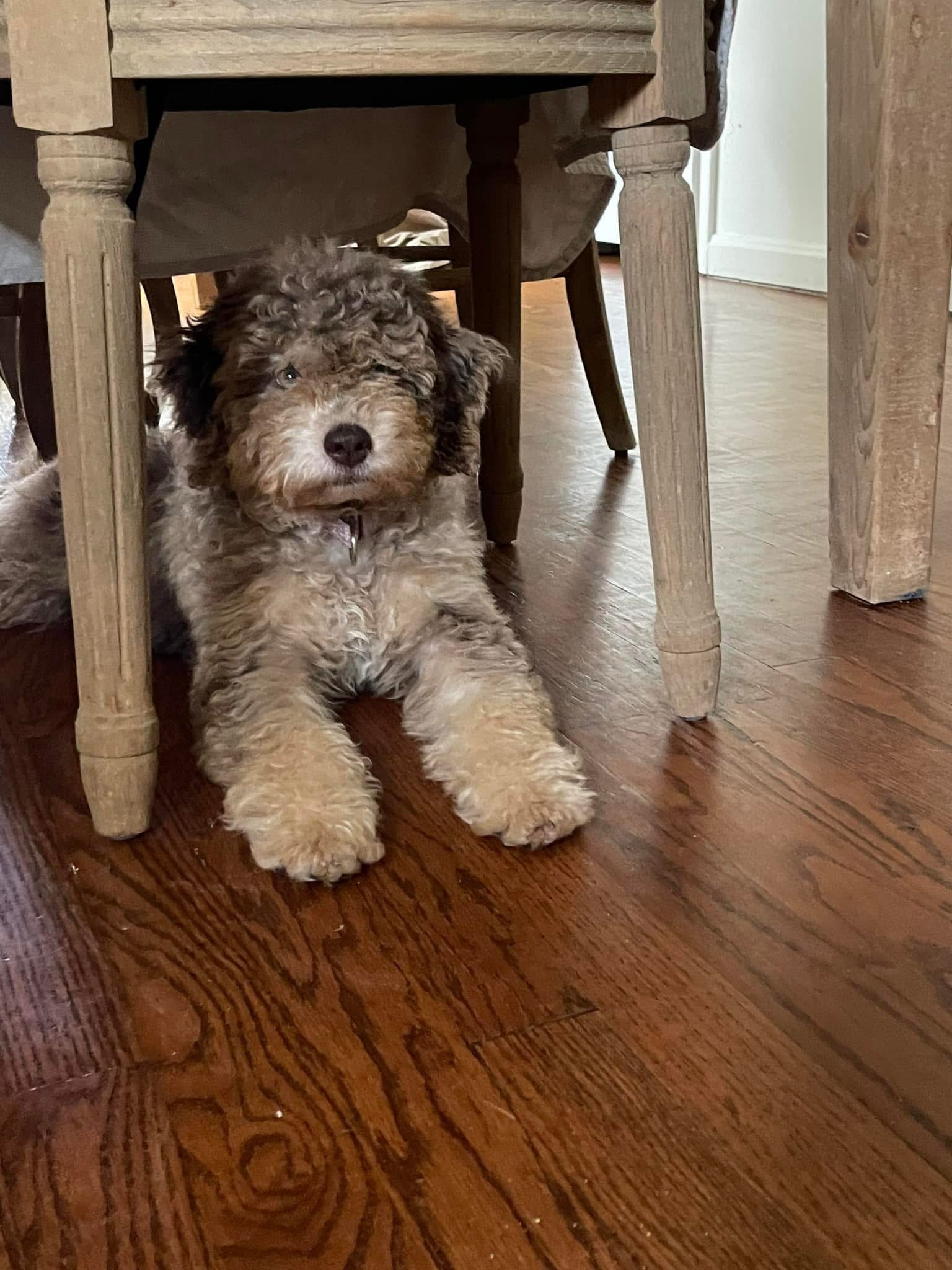 Fable as a puppy resting beneath a table