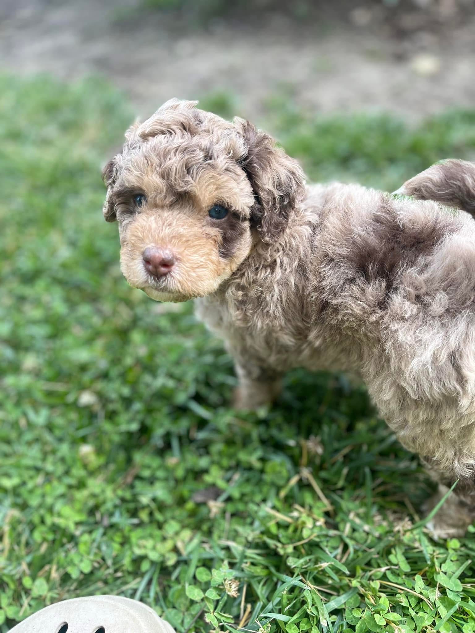 Fable as a puppy outdoors on grass