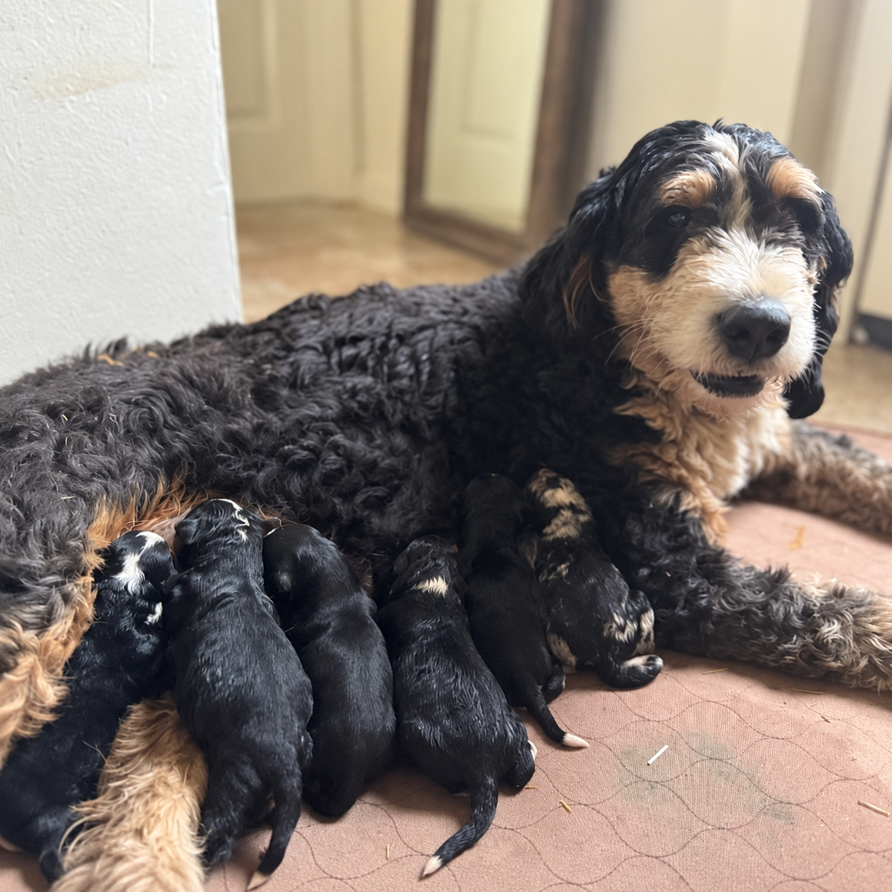 Francis, our F1 Bernedoodle dam, resting with her nursing puppies